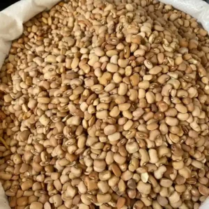Brown Beans